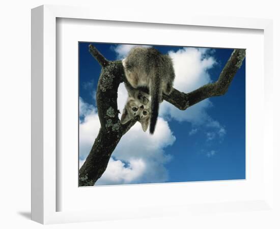 Domestic Cat, Kitten Looking Down from Branch-Jane Burton-Framed Premium Photographic Print