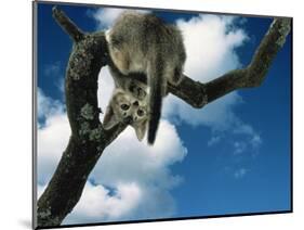 Domestic Cat, Kitten Looking Down from Branch-Jane Burton-Mounted Premium Photographic Print