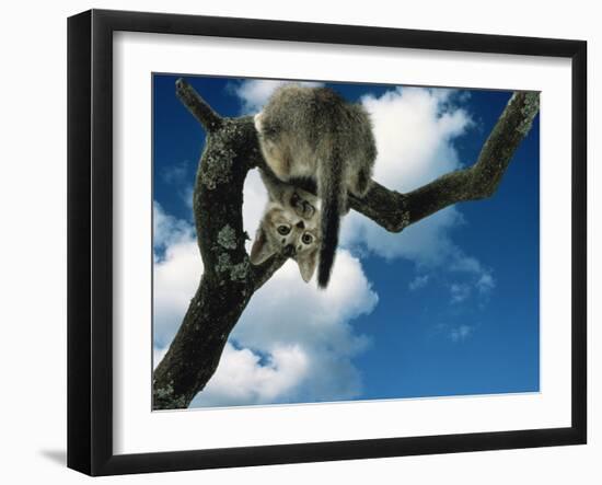 Domestic Cat, Kitten Looking Down from Branch-Jane Burton-Framed Photographic Print