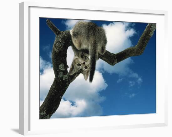 Domestic Cat, Kitten Looking Down from Branch-Jane Burton-Framed Photographic Print