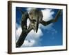 Domestic Cat, Kitten Looking Down from Branch-Jane Burton-Framed Photographic Print