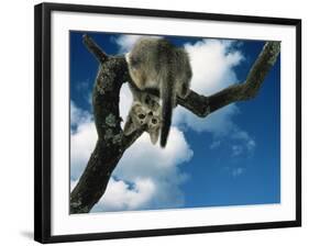 Domestic Cat, Kitten Looking Down from Branch-Jane Burton-Framed Photographic Print