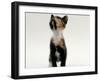 Domestic Cat, Kitten Looking Upwards-Jane Burton-Framed Photographic Print