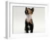 Domestic Cat, Kitten Looking Upwards-Jane Burton-Framed Photographic Print