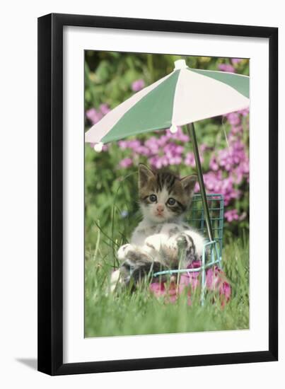 Domestic Cat, kitten sitting on miniature sun lounger under umbrella in garden-Angela Hampton-Framed Photographic Print