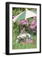 Domestic Cat, kitten sitting on miniature sun lounger under umbrella in garden-Angela Hampton-Framed Photographic Print