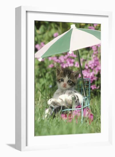 Domestic Cat, kitten sitting on miniature sun lounger under umbrella in garden-Angela Hampton-Framed Photographic Print