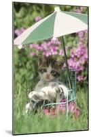 Domestic Cat, kitten sitting on miniature sun lounger under umbrella in garden-Angela Hampton-Mounted Photographic Print
