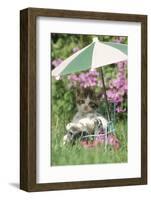 Domestic Cat, kitten sitting on miniature sun lounger under umbrella in garden-Angela Hampton-Framed Photographic Print