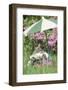 Domestic Cat, kitten sitting on miniature sun lounger under umbrella in garden-Angela Hampton-Framed Photographic Print