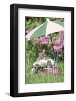 Domestic Cat, kitten sitting on miniature sun lounger under umbrella in garden-Angela Hampton-Framed Photographic Print