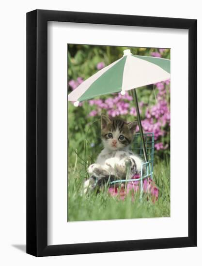 Domestic Cat, kitten sitting on miniature sun lounger under umbrella in garden-Angela Hampton-Framed Photographic Print