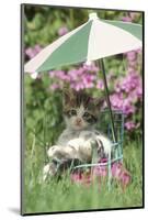 Domestic Cat, kitten sitting on miniature sun lounger under umbrella in garden-Angela Hampton-Mounted Photographic Print