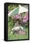 Domestic Cat, kitten sitting on miniature sun lounger under umbrella in garden-Angela Hampton-Framed Stretched Canvas