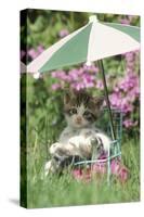 Domestic Cat, kitten sitting on miniature sun lounger under umbrella in garden-Angela Hampton-Stretched Canvas