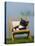 Domestic Cat, Kitten Sleeping on a Deckchair-Petra Wegner-Stretched Canvas