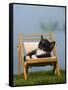 Domestic Cat, Kitten Sleeping on a Deckchair-Petra Wegner-Framed Stretched Canvas