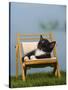 Domestic Cat, Kitten Sleeping on a Deckchair-Petra Wegner-Stretched Canvas