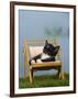 Domestic Cat, Kitten Sleeping on a Deckchair-Petra Wegner-Framed Premium Photographic Print