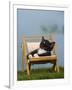 Domestic Cat, Kitten Sleeping on a Deckchair-Petra Wegner-Framed Premium Photographic Print