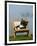 Domestic Cat, Kitten Sleeping on a Deckchair-Petra Wegner-Framed Premium Photographic Print