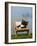 Domestic Cat, Kitten Sleeping on a Deckchair-Petra Wegner-Framed Photographic Print