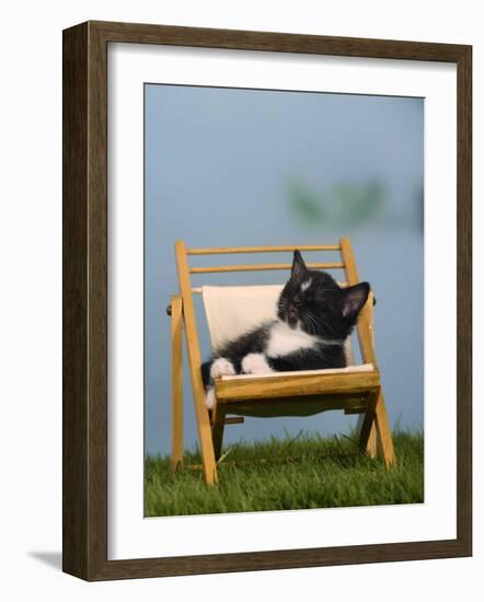 Domestic Cat, Kitten Sleeping on a Deckchair-Petra Wegner-Framed Photographic Print