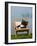 Domestic Cat, Kitten Sleeping on a Deckchair-Petra Wegner-Framed Photographic Print