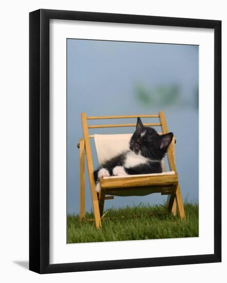 Domestic Cat, Kitten Sleeping on a Deckchair-Petra Wegner-Framed Photographic Print