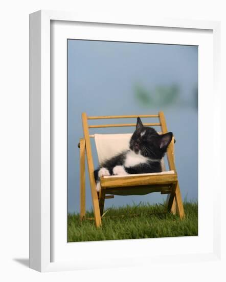 Domestic Cat, Kitten Sleeping on a Deckchair-Petra Wegner-Framed Photographic Print