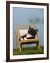 Domestic Cat, Kitten Sleeping on a Deckchair-Petra Wegner-Framed Photographic Print