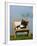 Domestic Cat, Kitten Sleeping on a Deckchair-Petra Wegner-Framed Photographic Print