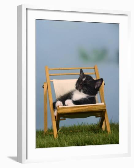 Domestic Cat, Kitten Sleeping on a Deckchair-Petra Wegner-Framed Photographic Print