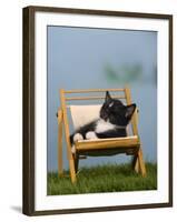 Domestic Cat, Kitten Sleeping on a Deckchair-Petra Wegner-Framed Photographic Print