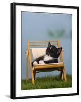 Domestic Cat, Kitten Sleeping on a Deckchair-Petra Wegner-Framed Photographic Print