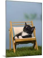 Domestic Cat, Kitten Sleeping on a Deckchair-Petra Wegner-Mounted Photographic Print