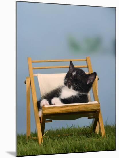 Domestic Cat, Kitten Sleeping on a Deckchair-Petra Wegner-Mounted Photographic Print