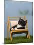 Domestic Cat, Kitten Sleeping on a Deckchair-Petra Wegner-Mounted Photographic Print