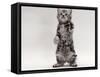 Domestic Cat, Kitten Standing on Rear Legs-Jane Burton-Framed Stretched Canvas