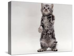 Domestic Cat, Kitten Standing on Rear Legs-Jane Burton-Stretched Canvas