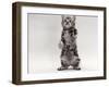 Domestic Cat, Kitten Standing on Rear Legs-Jane Burton-Framed Photographic Print