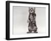 Domestic Cat, Kitten Standing on Rear Legs-Jane Burton-Framed Photographic Print