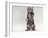 Domestic Cat, Kitten Standing on Rear Legs-Jane Burton-Framed Photographic Print