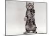 Domestic Cat, Kitten Standing on Rear Legs-Jane Burton-Mounted Photographic Print