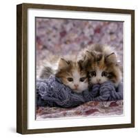 Domestic Cat Kittens, 8-Weeks, Tortoiseshell-And-White Sisters, (Persian-Cross')-Jane Burton-Framed Photographic Print