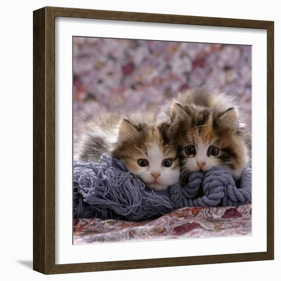 Domestic Cat Kittens, 8-Weeks, Tortoiseshell-And-White Sisters, (Persian-Cross')-Jane Burton-Framed Photographic Print