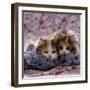 Domestic Cat Kittens, 8-Weeks, Tortoiseshell-And-White Sisters, (Persian-Cross')-Jane Burton-Framed Photographic Print