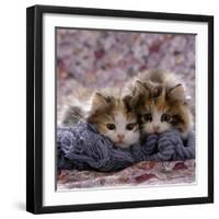 Domestic Cat Kittens, 8-Weeks, Tortoiseshell-And-White Sisters, (Persian-Cross')-Jane Burton-Framed Photographic Print