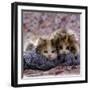 Domestic Cat Kittens, 8-Weeks, Tortoiseshell-And-White Sisters, (Persian-Cross')-Jane Burton-Framed Photographic Print