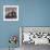 Domestic Cat Kittens, 8-Weeks, Tortoiseshell-And-White Sisters, (Persian-Cross')-Jane Burton-Framed Photographic Print displayed on a wall